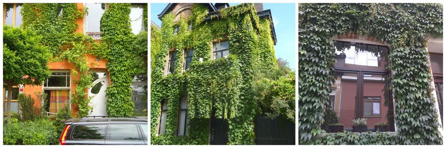 Wilde wingerd is ideaal om (blinde) muren volledig te begroeien. Daar heb je amper werk aan.